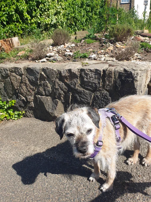 Border Terrier squinting at the camera in the sunshine. A stone wall and a few plants in the background.