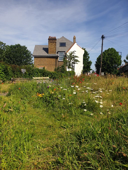 A view across a small community garden. There is a selection of meadow flowers in the foreground with benches behind and an impressive Victoria building set against a blue sky.
