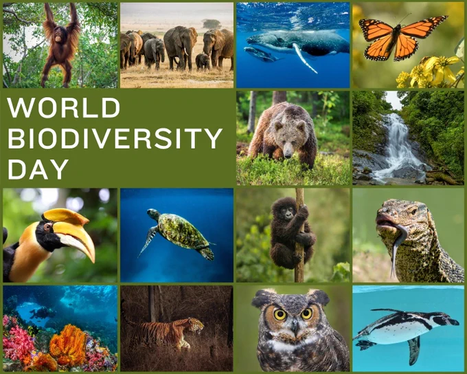 Das Bild ist in 16 Kacheln unterteilt. Jede Kachel zeigt ein Tier oder Lebensraum. Über zwei Kacheln steht: „World Biodiversity Day“. Folgende Tiere und Lebensräume sind abgebildet: Orang-Utan, Elefant, Wal, Schmetterling, Bär, Hornvogel, Schlidkröte Gorilla, Waran, Tiger, Eule, Pinguin, Regenwald, Ozean. 