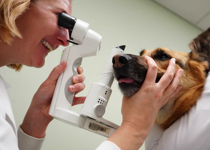 Dog getting eye exam at vet.