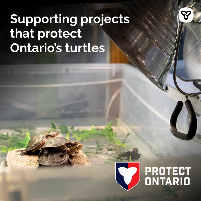 Several small turtles in a container in the Turtle Conservation Centre. Asset text reads "supporting projects that protect Ontario's turtles".