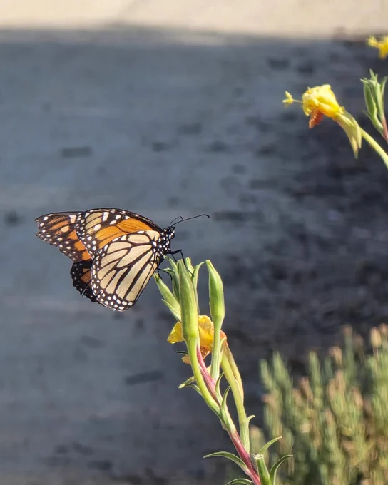 Monarch butterfly perched delicately on a green flower bud against a blurred natural background.