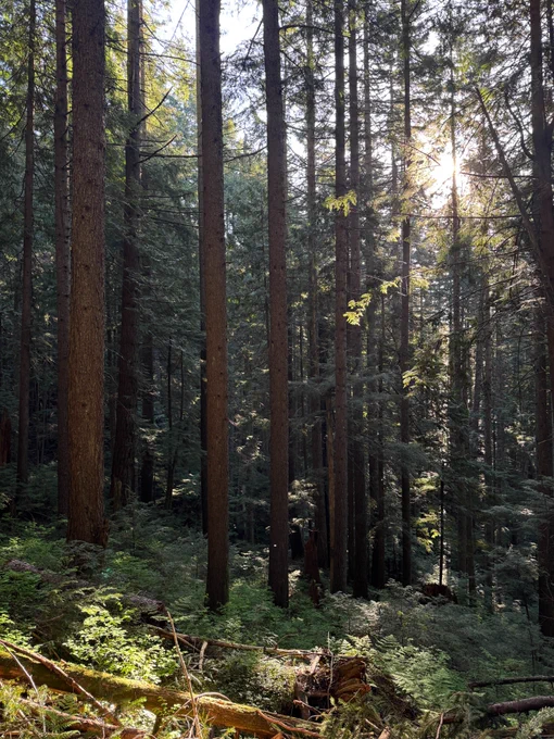 Mount Fromme in North Vancouver, a few hundred feet into the 7th Secret mountain biking trail.