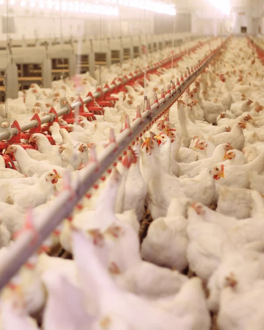 Large poultry barn with broiler chickens gathered along automated feed and water lines highlighting environmental conditions inside modern livestock housing.