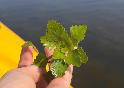 A water chestnut (Trapa natans) rosette pulled from the Bird River.