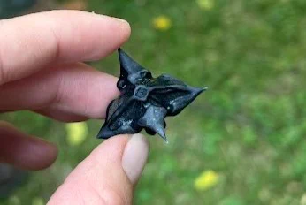 A four-horned water chestnut (Trapa natans) seed pod.