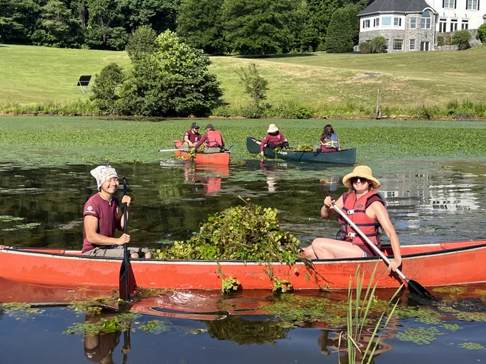 Maryland Conservation Corps members collecting water chestnut (Trapa natans), an invasive emergent plant that competes with submerged aquatic vegetation for space and sunlight, in a stormwater retention pond in Bel Air, MD.