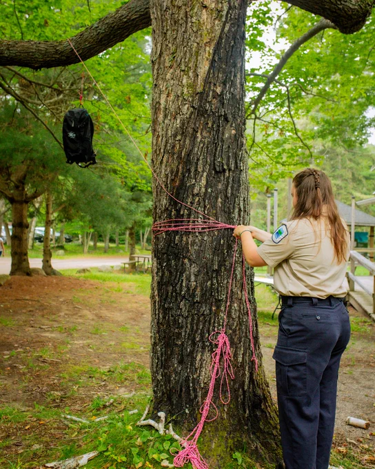 A person in a uniform is tying a pink rope around the trunk of a large tree in a park. A black bag is secured next to the trunk, and there are picnic tables in the background under a canopy of green leaves.