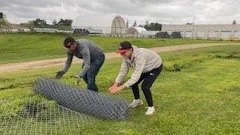 Students roll up a stretch of old fencing that is being removed from the field. 