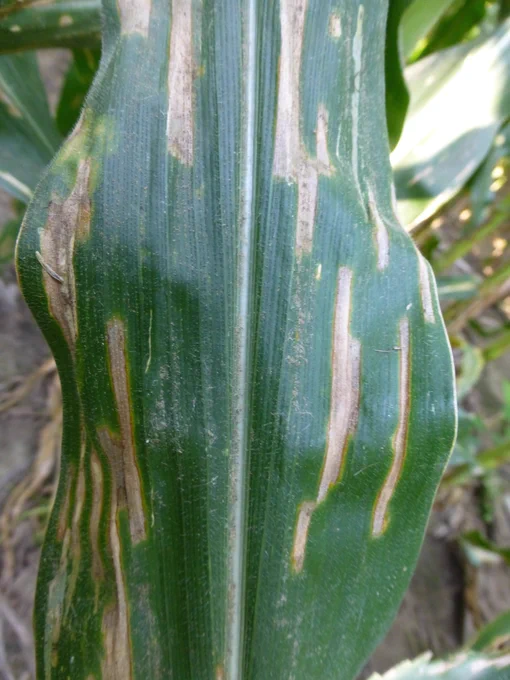 Corn leaf with lesions indicative of gray leaf spot. 