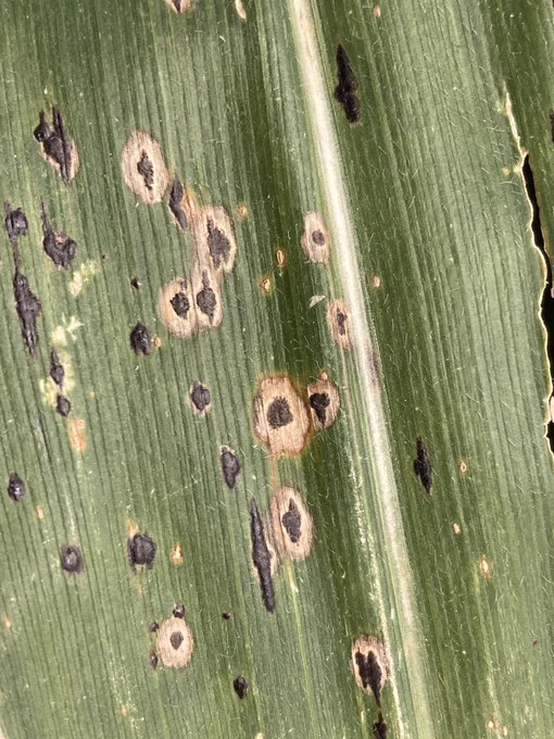 Corn leaf with lesions and fungal growth indicative of tar spot. 