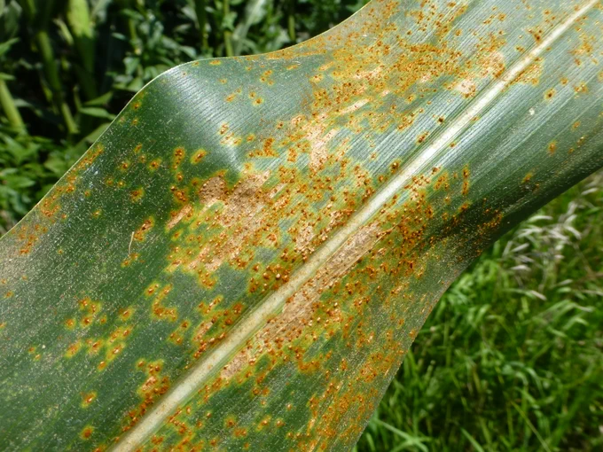 Corn leaf with lesions and fungal growth indicative of southern rust. 