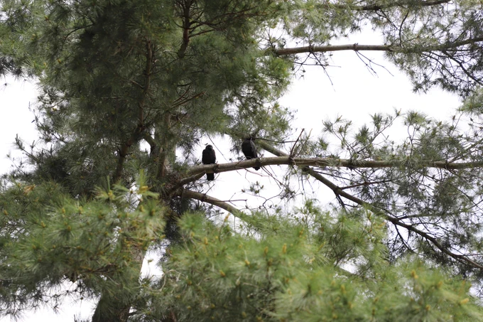 Two crows next to each other on Carl The Tree at the Michigan Library and Historical Center.