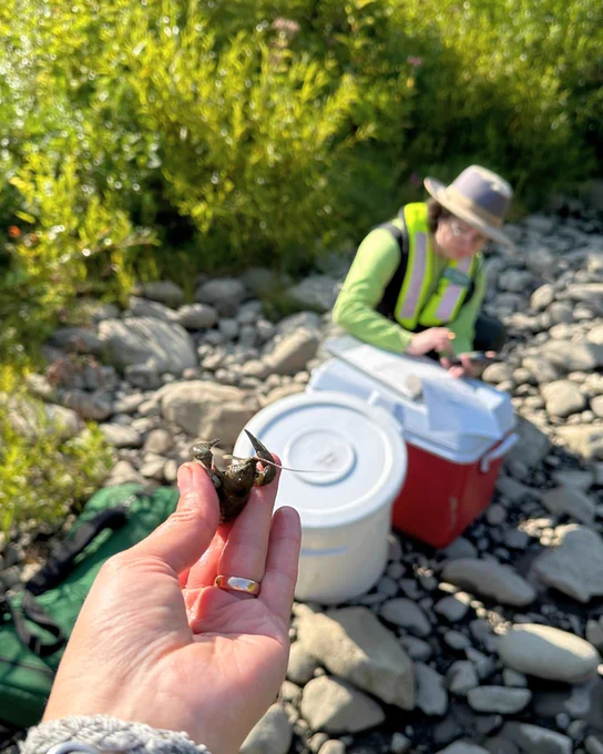 Routine water quality sampling at Canajoharie Creek, New York. Photo by Sabina Gifford, USGS