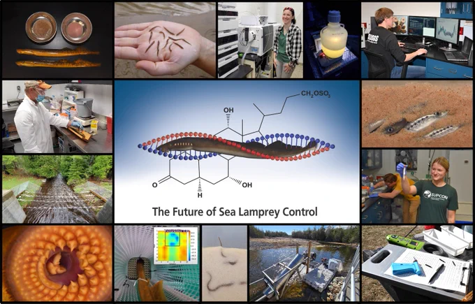 A collage of 15 photos showing a variety of field and laboratory research in support of sea lamprey control. In addition to the research photos, there are photos of larval, juvenile, and adult sea lampreys. In the center of the collage is a drawing of a sea lamprey with an artistic rendering of the DNA double helix and a chemical structure in the background, with the words “The Future of Sea Lamprey Control” beneath.