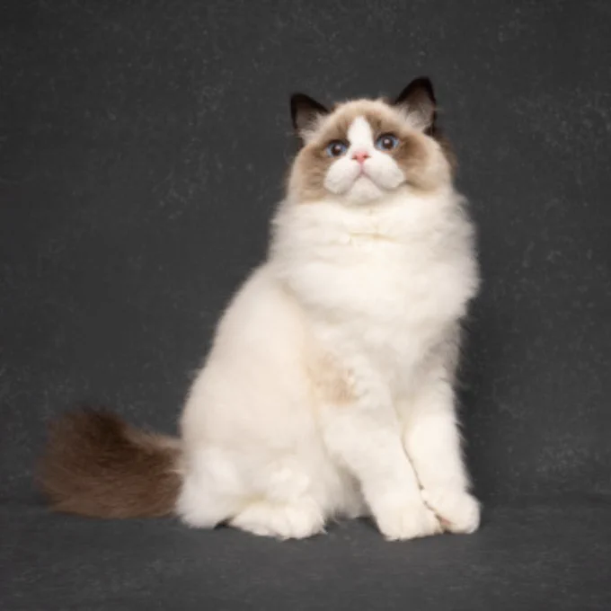 Pet Model Miami
Ragdoll (Cat)
Models Direct 
