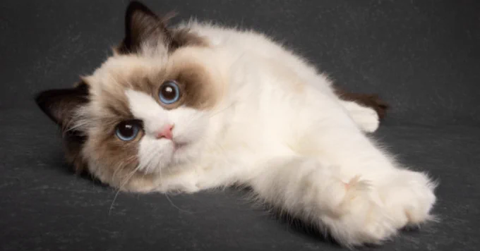 Pet Model Miami
Ragdoll (Cat)
Models Direct 