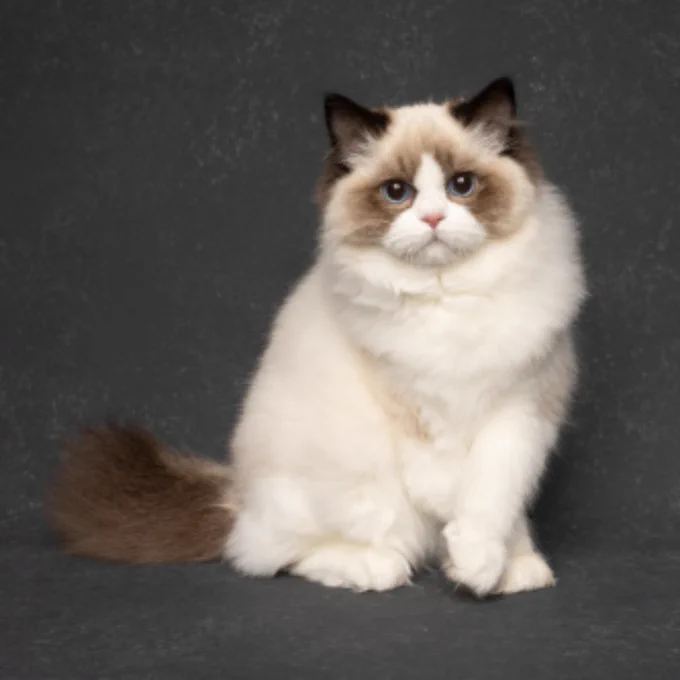 Pet Model Miami
Ragdoll (Cat)
Models Direct 