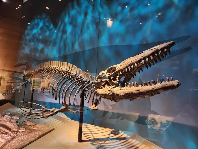 Specimen PMNS 8029 - "Heath"