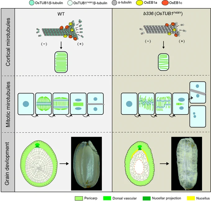 Diagram describing how the β-tubulin OsTUB1 affects rice endosperm development and grain size by controlling microtubule organization via functional modules with the microtubule-associated proteins END-BINDING 1a (OsEB1a) and OsEB1c. OsTUB1–OsEB1a affects grain size and OsTUB1–OsEB1c affects endosperm development, revealing distinct mechanisms and potential targets for improving rice yield and quality.