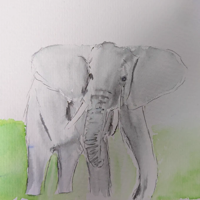 an OK grey african elephant in a green field. Watercolor, pen.