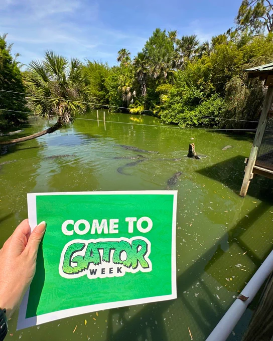 A hand holds a green sign reading "Come to Gator Week" over the Gator Pond inside the Gator Park at Wild Florida Adventure Park. An alligator is visible with trees and greenery surrounding the water.
