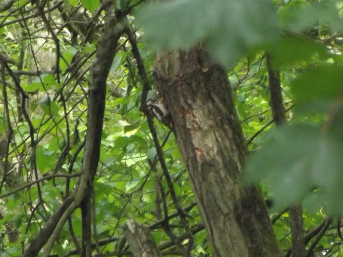 A female lesser spotted woodpecker, with distinctive black and white plumage, spotted areas and red rump, clings to the side of a sloping tree trunk against a background of green leaves.