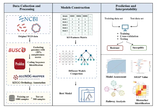 Study overview. A functional genomics-based antimicrobial resistance prediction framework utilizing KEGG orthology (KO) annotations from whole-genome sequencing data to predict resistance phenotypes in Acinetobacter baumannii
