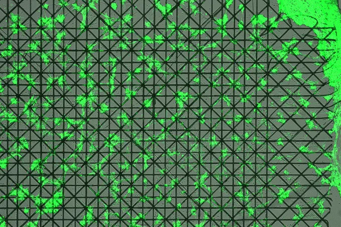 Cells growing on a 3D printed scaffold