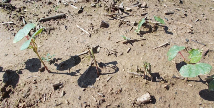 Cotton seedlings wilting due to Rhizoctonia. 