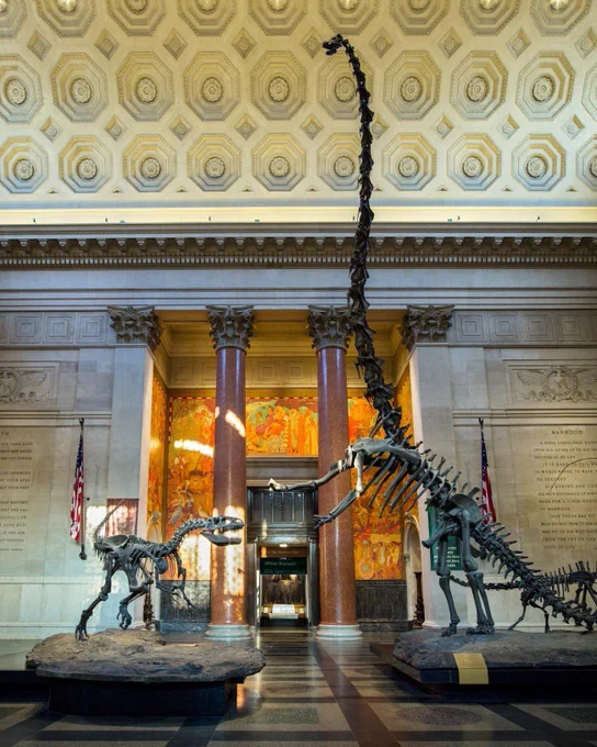 A photo of the Barosaurus and Allosaurus in the Museum’s rotunda. The skeletons of the animals are dark in color. The long-necked Barosaurus is posed as if standing on its hind legs; the Allosaurus is posed as if lunging at the sauropod. 