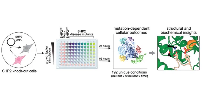 Figure depicting the research of the McFaline-Figueroa and Shah groups on SHP2 mutations. They generated an array of cells and examined how they responded to growth factor stimulation as a function of SHP2 mutations.