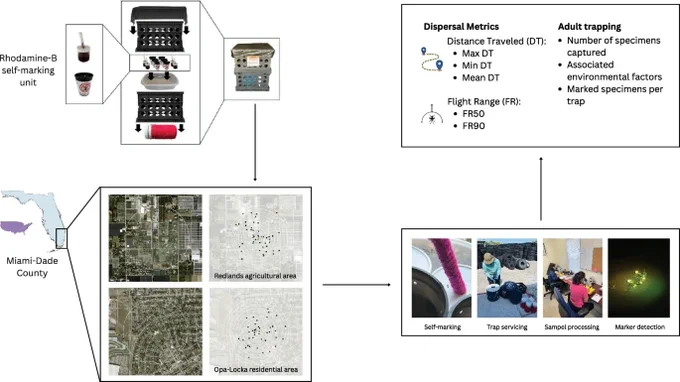 Diagram illustrating a mosquito marking and tracking workflow. At the top left, a rhodamine-B self-marking unit and feeding setup are shown connected to laboratory equipment. Arrows lead to a map of Miami-Dade County with two study sites labeled “Redlands agricultural area” and “Opa-locka residential area,” each displaying dot patterns representing mosquito locations. From there, arrows point to analysis categories labeled “Dispersal Metrics” (distance traveled, mean and minimum distance, flight range metrics) and “Adult trapping” (number of specimens captured, environmental factors, and marked specimens per trap). At the bottom right, four photos show field and lab steps: self-marking setup, trap servicing with buckets, sample processing on a lab bench, and fluorescent marker detection under green light.