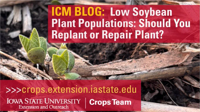 Young soybean seedlings emerging from soil with crop residue in a field setting.