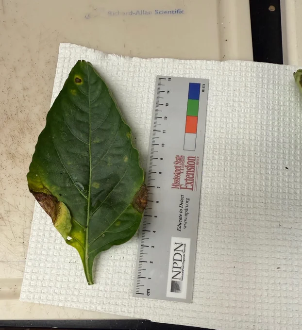  A green pepper leaf with yellow flecks or black spots surrounded by yellow halos. on a white background adjacent to a gray ruler.