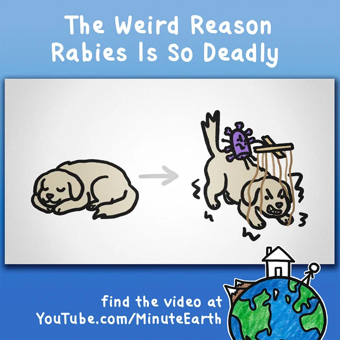 Illustration showing a calm dog transforming into a distressed dog with a virus on its back, symbolizing rabies infection.