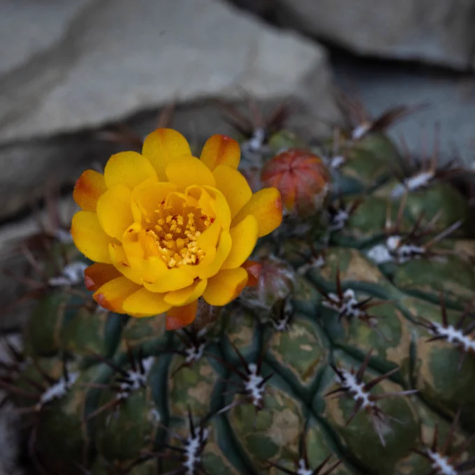 Matucana aureiflora Cactaceae
