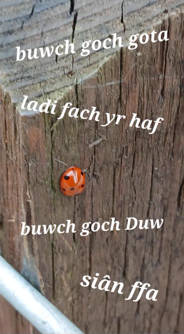 A ladybird on a wooden gatepost.
