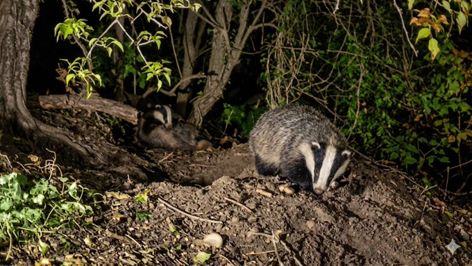 A badger on loose soil at a sett entrance looking towards the viewer with a second d badger behind laying back and having a scratch.