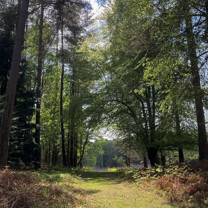 A sunlit forest path surrounded by tall trees, with light filtering through the leaves. The ground is covered with grass and some ferns, leading to a dense woodland area in the distance.