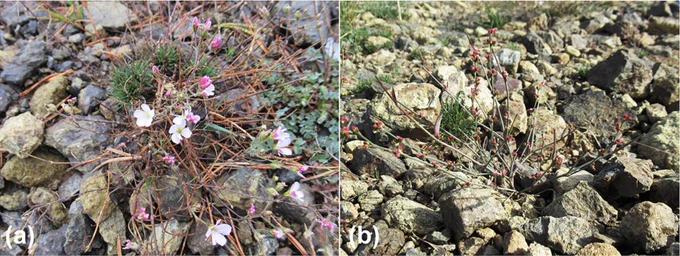 Graphical abstract: Two obligate ultramaficophytes, Balkana spergulifolia and Polygonum albanicum, were analyzed for elemental profiles and differences in response to ultramafic soils. Slight differences were observed between the soil samples, corresponding to some extent to the degree of serpentinization. The analyzed plants exhibited different strategies in response to excessive element concentrations in the soil.