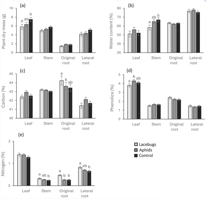 Graphical abstract: This study examined how the exotic plant Solidago altissima responds to herbivory by two insect species with contrasting feeding modes: sap-feeding aphids and mesophyll-feeding lace bugs. Using a greenhouse experiment, we measured plant growth, water content, elemental composition, and phenolics across leaves, stems, and roots. Lace bug herbivory markedly reduced leaf dry mass and stem water content and altered nitrogen allocation patterns, including a reduced proportion of nitrogen allocated to leaves. In contrast, aphid herbivory caused no significant changes. These results indicate that S. altissima exhibits stronger physiological responses to mesophyll-feeding lace bugs than to aphids.