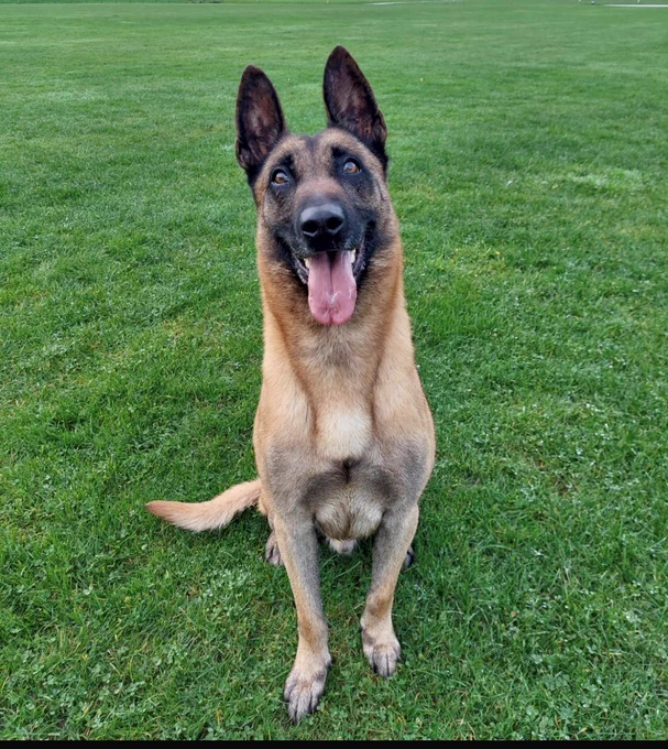 PD Obi, a fawn Belgian Malinois with black mask, sitting on grass facing the camera.  His mouth is open and tongue hanging out.