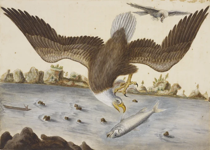 1. The Bald Eagle, Mark Catesby, 1722-26 © Royal Collection Trust