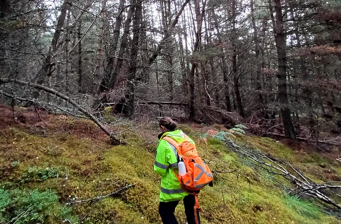 A tree officer inspecting trees