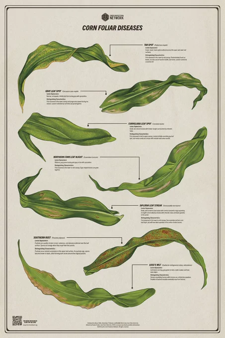Poster showing illustrated corn leaves with various diseases. 