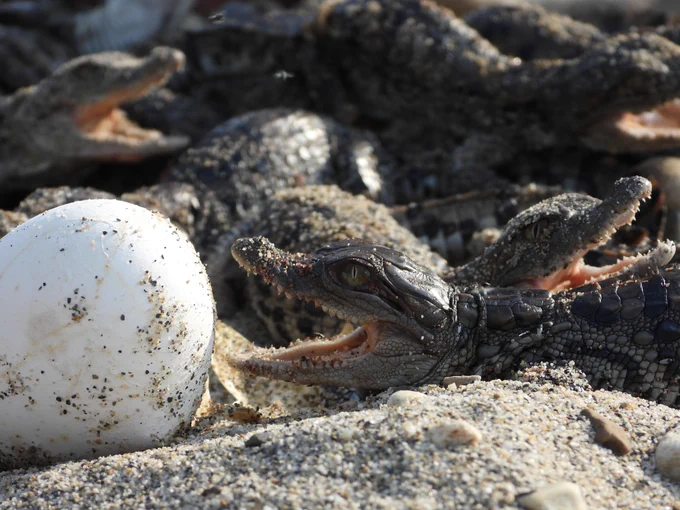 Hatchling crocodiles in the nest next to a white eggshell. 