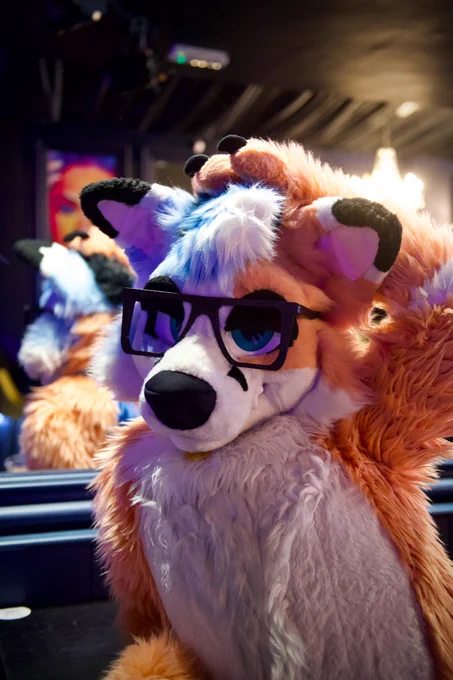 Orange and blue fox lifting up his arm showing his armpit.