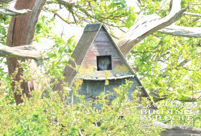 Western Barn Owl