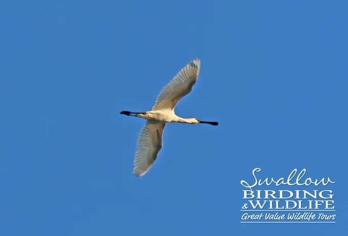 Eurasian Spoonbill